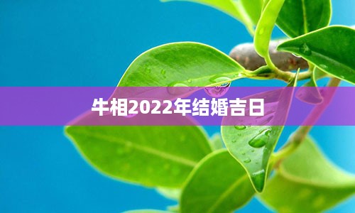 牛相2022年结婚吉日