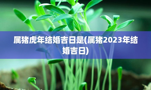 属猪虎年结婚吉日是(属猪2023年结婚吉日)